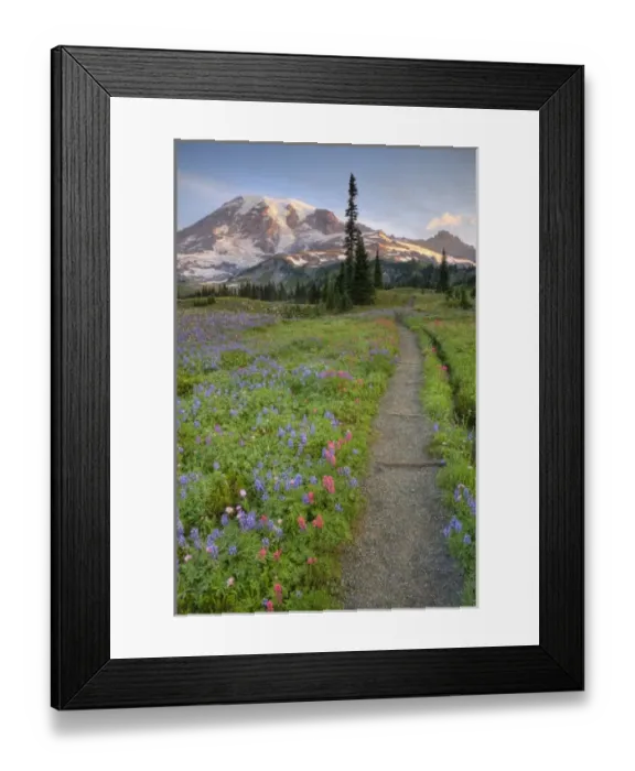 Framed Print : USA, Washington, Mt. Rainier NP, Mt. Rainier and wildflowers at Mazama Ridge Framed Print : USA, Washington, Mt. Rainier NP, Mt. Rainier and wildflowers at Mazama Ridge
