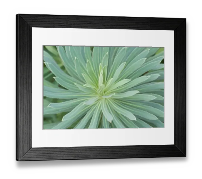 Framed Print : USA, Washington, Bellevue, Bellevue Botanical Garden, Euphorbia Close-up Framed Print : USA, Washington, Bellevue, Bellevue Botanical Garden, Euphorbia Close-up