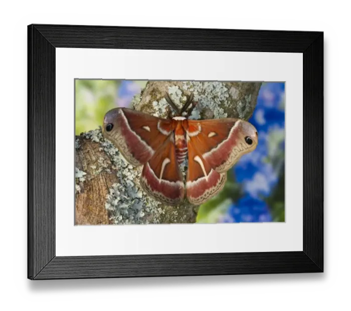 Framed Print : USA, North America, Washington