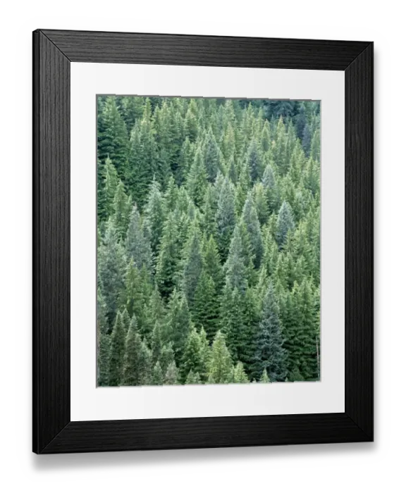 Framed Print : USA, Washington State, Mt Rainier NP. Dense conifer forest fills the Tatoosh Wilderness