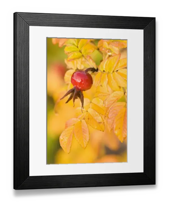 Framed Print : USA, North America, Washington