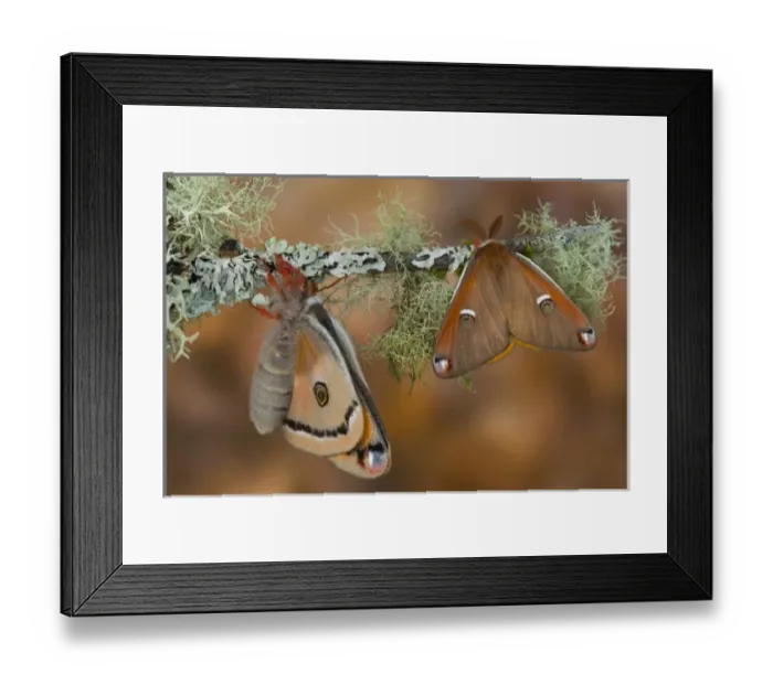 Framed Print : Sammamish, Washington a North American species from California. A pair of small silk Framed Print : Sammamish, Washington a North American species from California. A pair of small silk