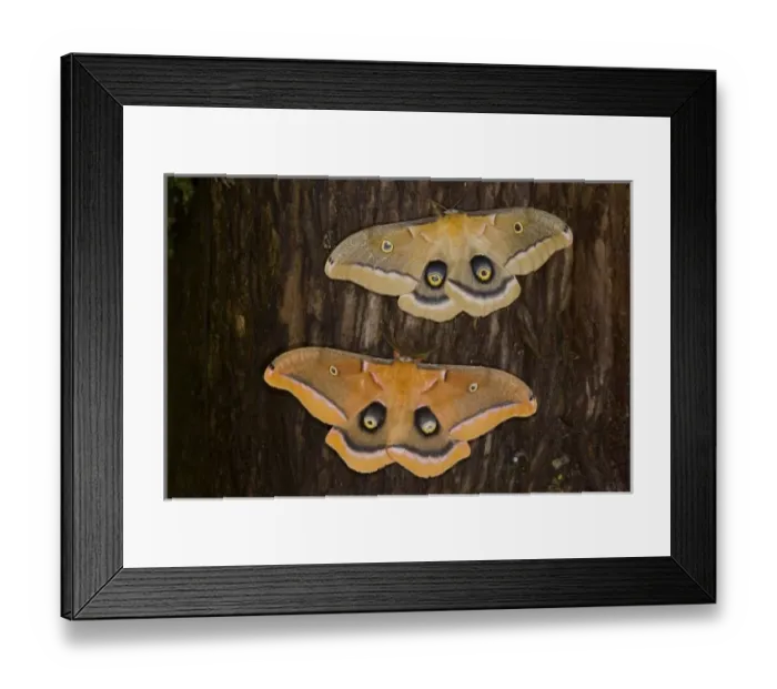 Framed Print : USA, North America, Washington Framed Print : USA, North America, Washington