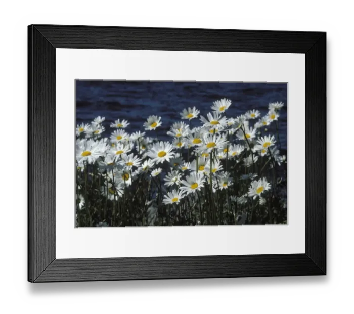 Framed Print : oxeye daisy, Leucanthemum vulgare, in bloom along Lake Washington, Seattle, Washington Framed Print : oxeye daisy, Leucanthemum vulgare, in bloom along Lake Washington, Seattle, Washington
