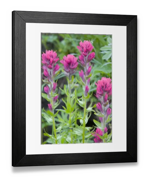 Framed Print : USA, North America, Washington
