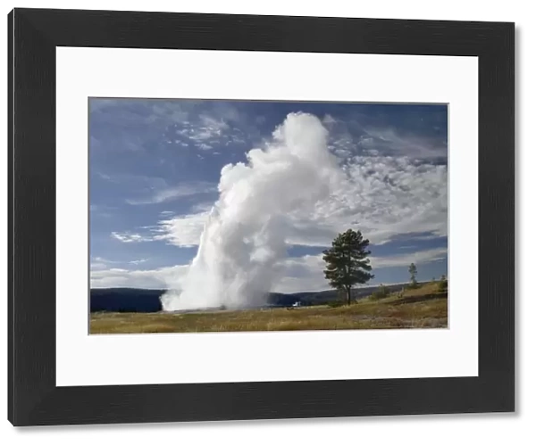 Old Faithful erupting, Yellowstone NP, Wyoming