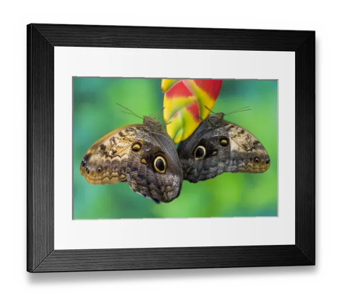 Framed Print : Sammamish Washington Tropical Butterflies photograph of Caligo memnon the Giant Owl Framed Print : Sammamish Washington Tropical Butterflies photograph of Caligo memnon the Giant Owl