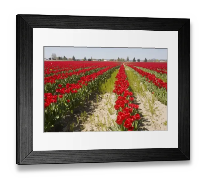 Framed Print : WA, Skagit Valley, Tulip Field in full bloom Framed Print : WA, Skagit Valley, Tulip Field in full bloom