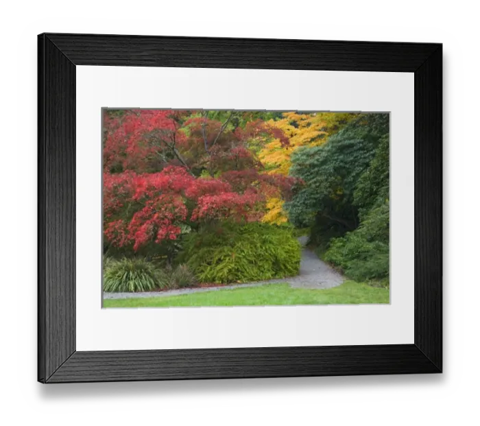 Framed Print : WA, Seattle, Washington Park Arboretum, Pathway with autumn colors Framed Print : WA, Seattle, Washington Park Arboretum, Pathway with autumn colors
