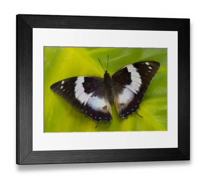 Framed Print : USA, North America, Washington