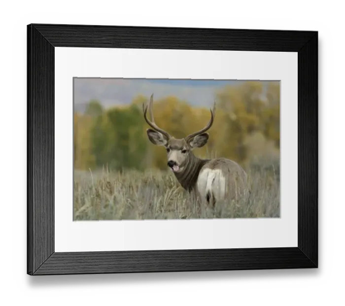 Framed Print : USA, North America, Wyoming Framed Print : USA, North America, Wyoming