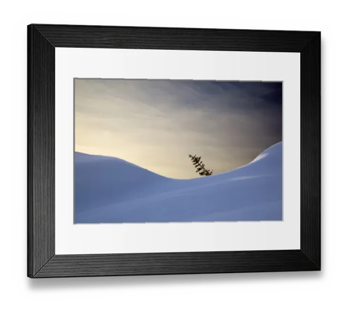 Framed Print : WA, Mount Rainier National Park, Alpine Fir Framed Print : WA, Mount Rainier National Park, Alpine Fir