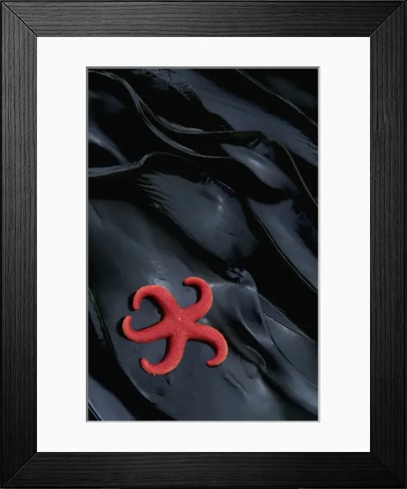 Framed Print : WA, Salt Creek RA, Sea Star (pacific henricia) on kelp