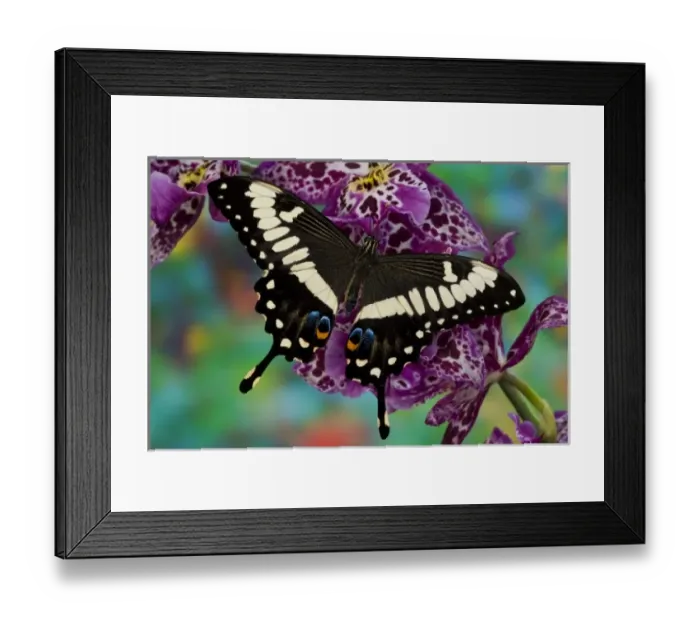 Framed Print : Sammamish, Washington Tropical Butterfly Photograph of Papilio ophidicephalus Framed Print : Sammamish, Washington Tropical Butterfly Photograph of Papilio ophidicephalus