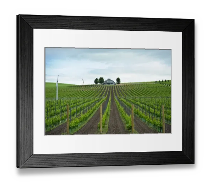Framed Print : USA, Washington, Walla Walla. Vineyard in Walla Walla Framed Print : USA, Washington, Walla Walla. Vineyard in Walla Walla