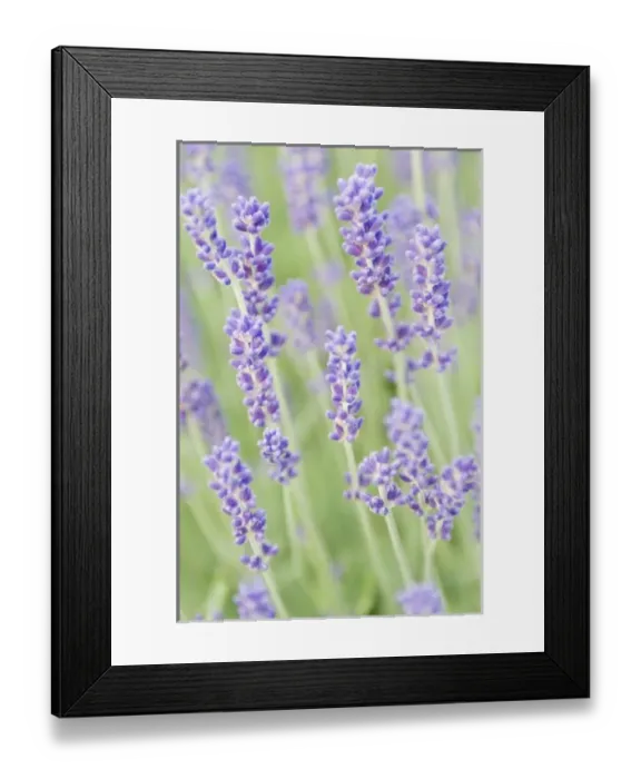 Framed Print : USA, North America, Washington Framed Print : USA, North America, Washington