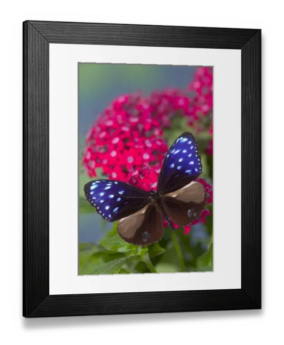 Framed Print : Sammamish Washington Photograph of Butterfly on Flowers, Euploea mulciber the Striped