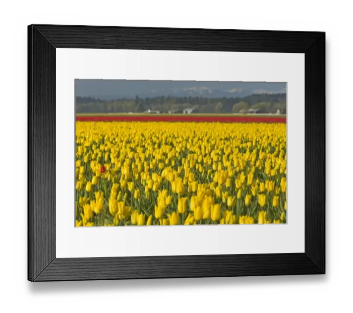 Framed Print : USA, North America, Washington Framed Print : USA, North America, Washington
