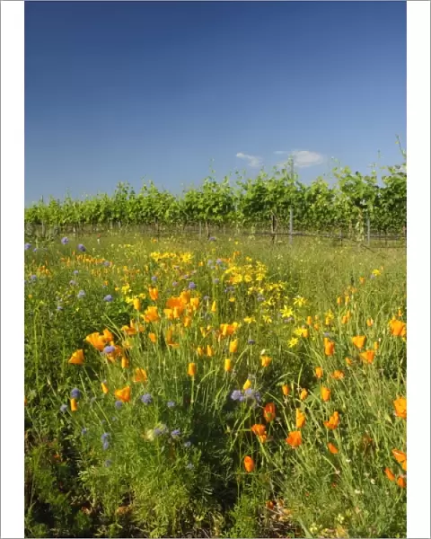 USA, Washington, Walla Walla. Wildflowers are planted near vines to help control damaging insects