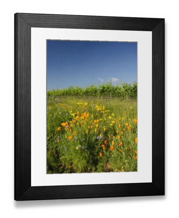 Framed Print : USA, Washington, Walla Walla. Wildflowers are planted near vines to help control damaging insects