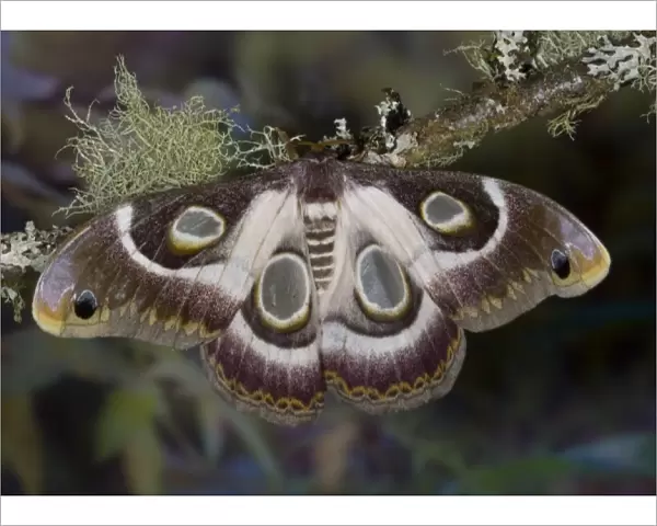 Sammamish, Washington photo take of African Silk Moth Epiphora bauhiniae with clear