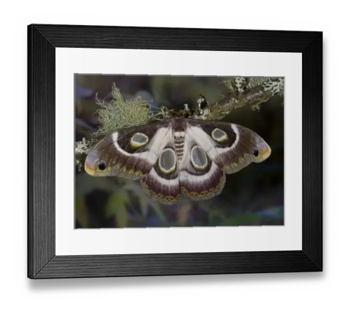 Framed Print : Sammamish, Washington photo take of African Silk Moth Epiphora bauhiniae with clear