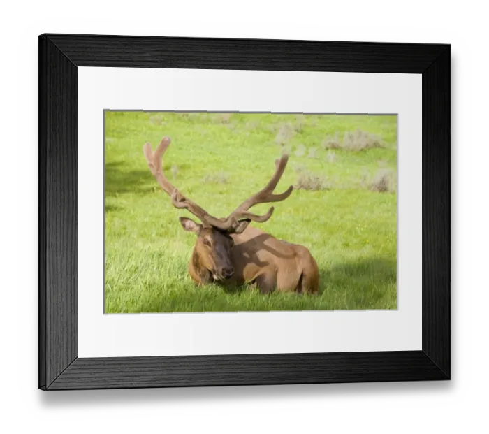 Framed Print : USA, North America, Wyoming