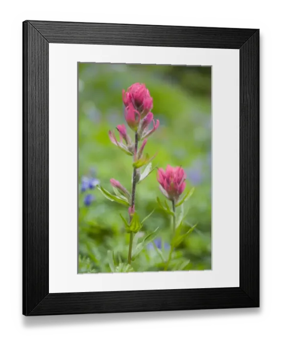 Framed Print : USA, North America, Washington Framed Print : USA, North America, Washington