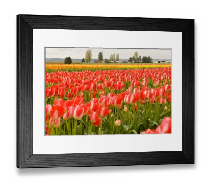 Framed Print : USA, WA, Skagit Valley. Skagit Valley Tulip Festival. Dramatic color and pattern