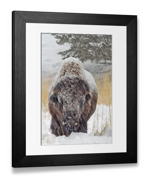 Framed Print : USA, North America, Wyoming Framed Print : USA, North America, Wyoming
