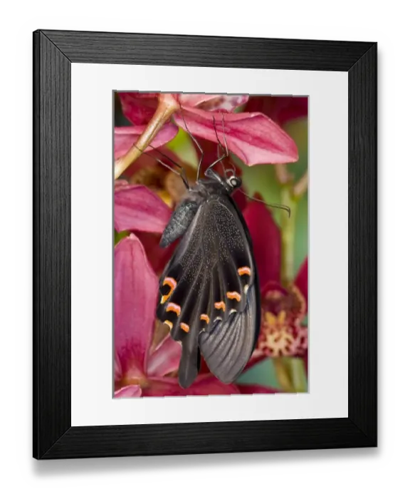 Framed Print : Sammamish, Washington Tropical Butterfly Photograph of Papilio Bianor Swallowtail Framed Print : Sammamish, Washington Tropical Butterfly Photograph of Papilio Bianor Swallowtail