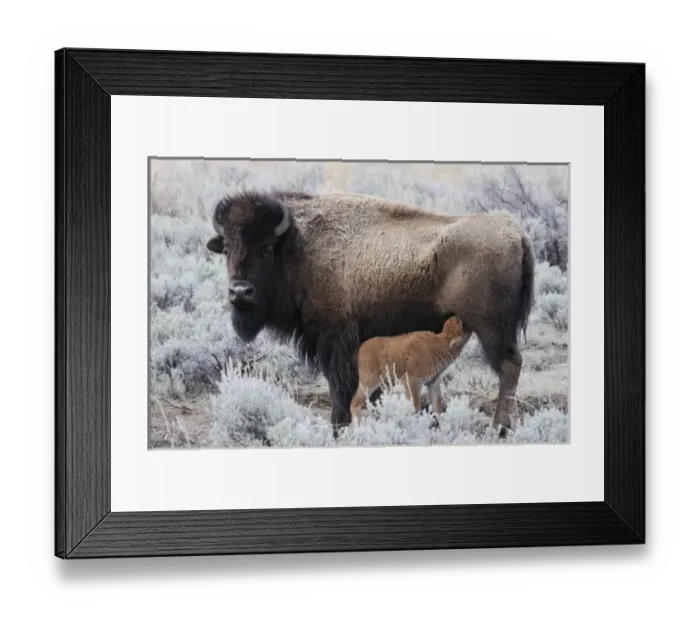 Framed Print : USA, Wyoming, Cow Nursing Bison Calf, Yellowstone National Park Framed Print : USA, Wyoming, Cow Nursing Bison Calf, Yellowstone National Park