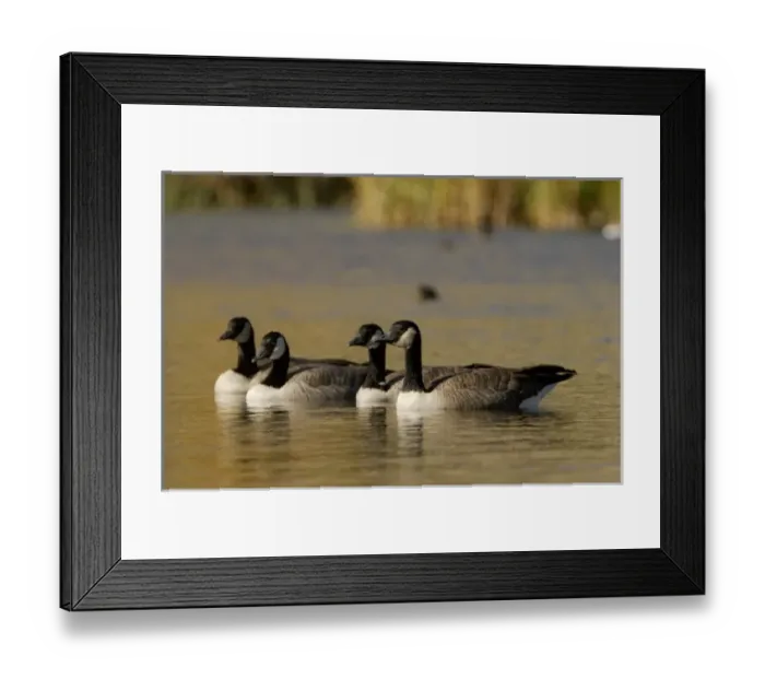 Framed Print : Adult Canadian Geese, National Elk Refuge, Wyoming Framed Print : Adult Canadian Geese, National Elk Refuge, Wyoming