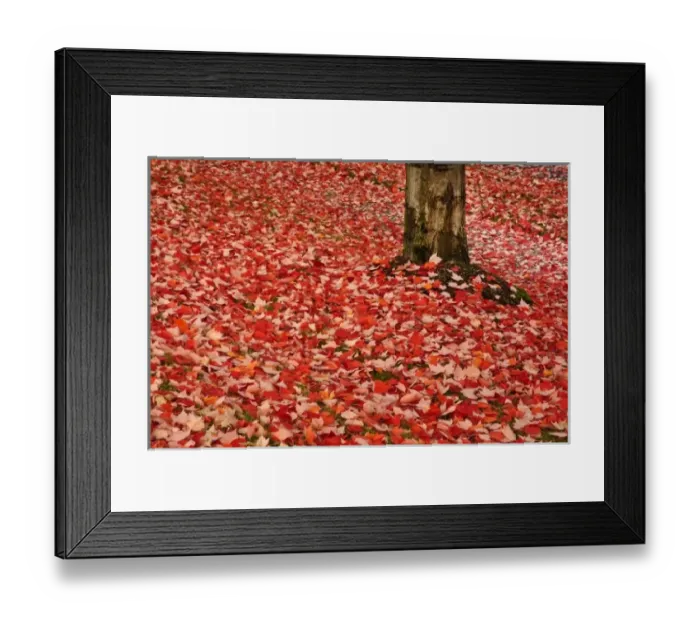 Framed Print : USA, Washington Framed Print : USA, Washington