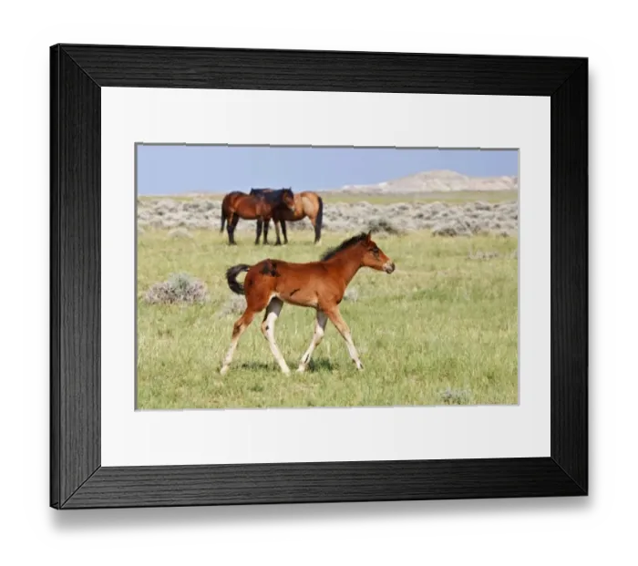 Framed Print : USA, North America, Wyoming Framed Print : USA, North America, Wyoming