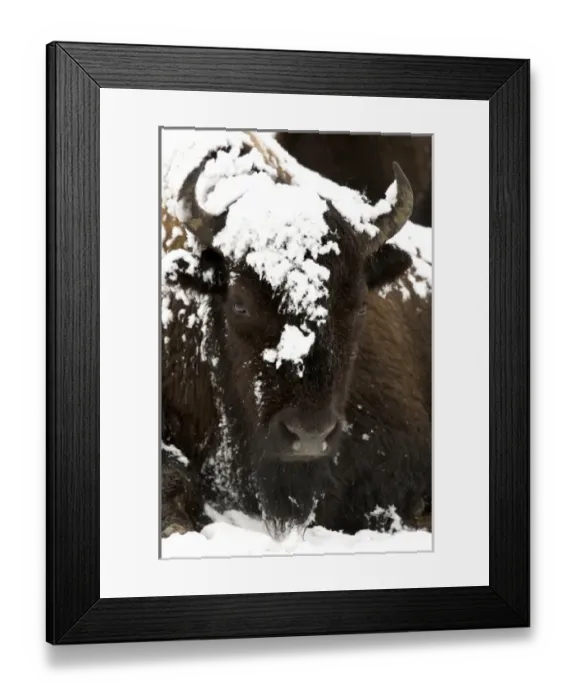 Framed Print : North America, USA, Wyoming, Yellowstone National Park. Bison portrait