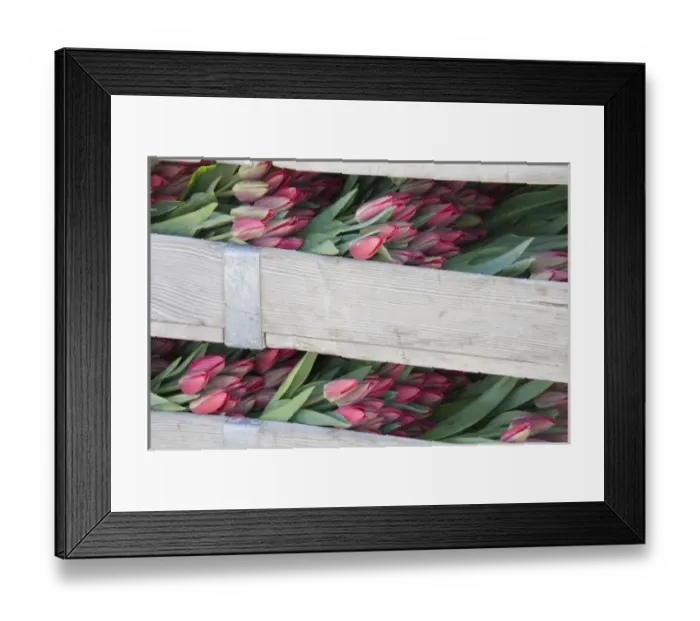 Framed Print : WA, Skagit Valley, Tulips cut and ready for market Framed Print : WA, Skagit Valley, Tulips cut and ready for market