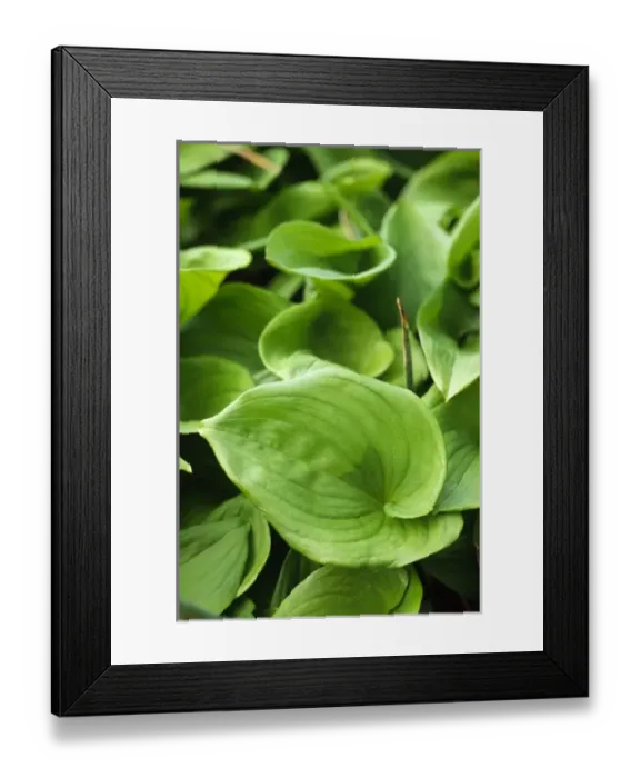 Framed Print : Heart Shaped Beadruby on the Trail to Shi Shi Beach, Olympic National Park, Washington Framed Print : Heart Shaped Beadruby on the Trail to Shi Shi Beach, Olympic National Park, Washington