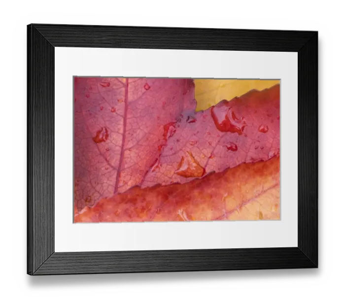 Framed Print : USA, WA, Sweet Gum Leaf Detail Framed Print : USA, WA, Sweet Gum Leaf Detail