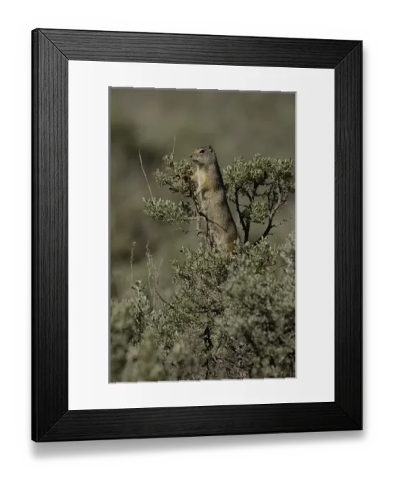 Framed Print : USA, North America, Wyoming