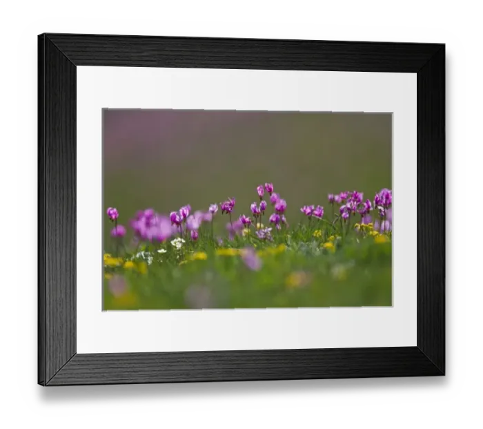 Framed Print : USA, Wyoming, Yellowstone National Park, Alpine Shooting Star (Dodecatheon alpinum) wildflowers Framed Print : USA, Wyoming, Yellowstone National Park, Alpine Shooting Star (Dodecatheon alpinum) wildflowers