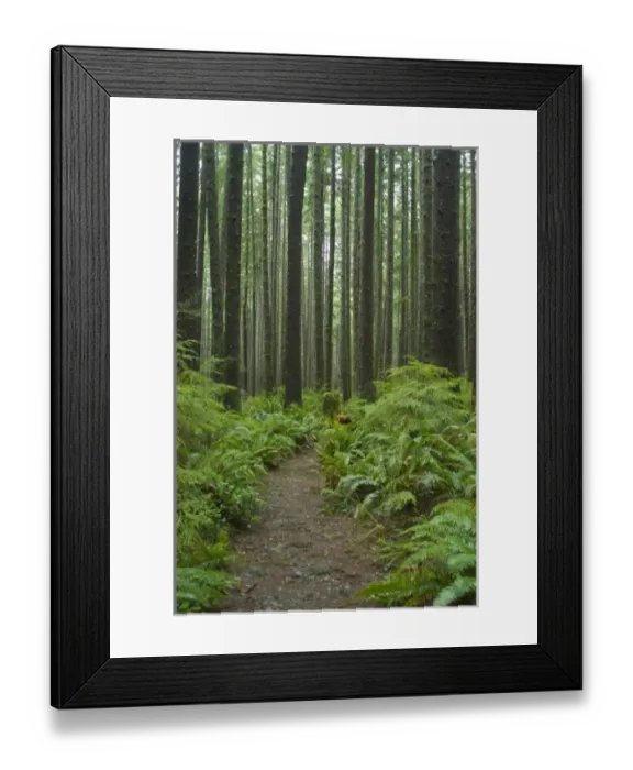 Framed Print : Coastal Temperate Rainforest on Trail to Third Beach, Olympic National Park, Washington Framed Print : Coastal Temperate Rainforest on Trail to Third Beach, Olympic National Park, Washington