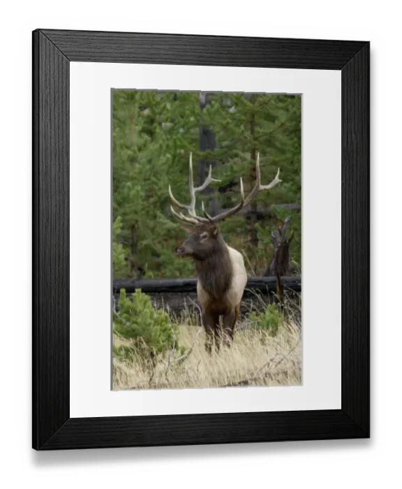 Framed Print : USA, North America, Wyoming Framed Print : USA, North America, Wyoming