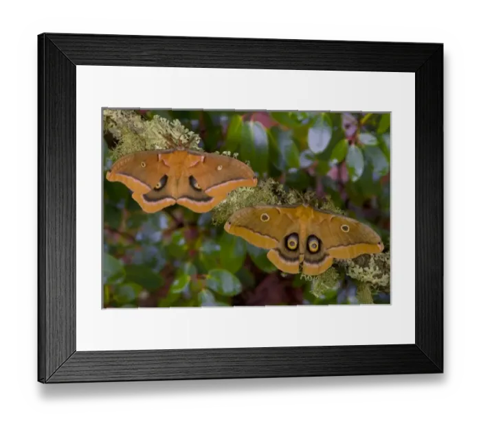 Framed Print : Sammamish, Washington pair of silk moths Antheraea polyphemus from North America Framed Print : Sammamish, Washington pair of silk moths Antheraea polyphemus from North America