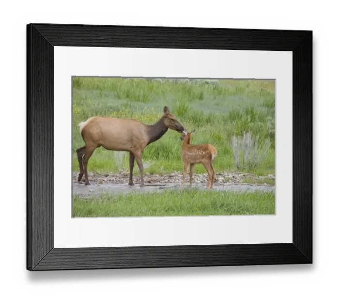 Framed Print : USA, North America, Wyoming Framed Print : USA, North America, Wyoming