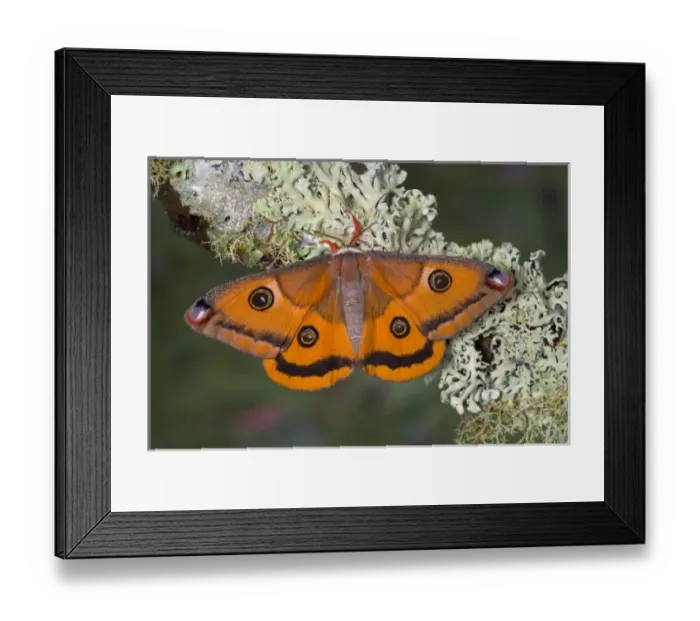 Framed Print : Sammamish, Washington a North American species from California. A small female silk Framed Print : Sammamish, Washington a North American species from California. A small female silk