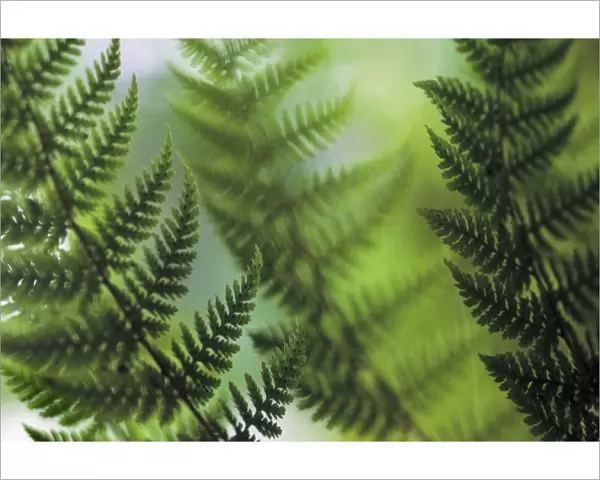 USA, Washington, Whidbey Island, fern fronds detail