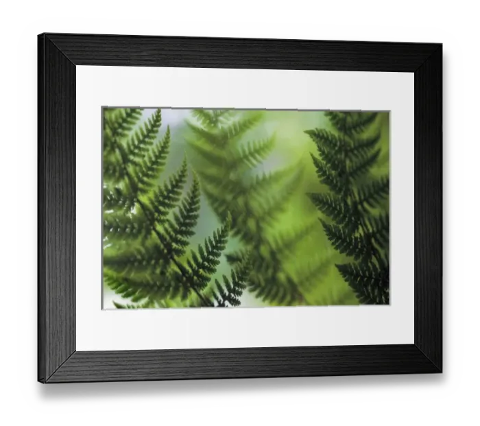Framed Print : USA, Washington, Whidbey Island, fern fronds detail Framed Print : USA, Washington, Whidbey Island, fern fronds detail