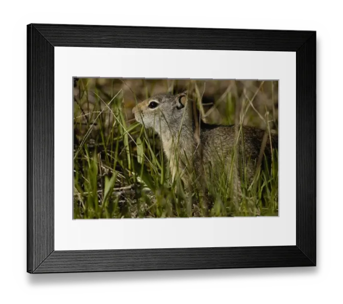 Framed Print : USA, North America, Wyoming