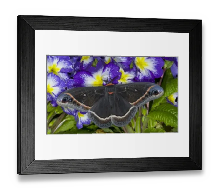 Framed Print : Sammamish, Washington Silk Moth for Arizona area Eupackardia calleta Framed Print : Sammamish, Washington Silk Moth for Arizona area Eupackardia calleta